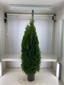 Tuja vakarinė (Lot Thuja occ.) 'Smaragd' C20 180-200 CM