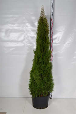 Tuja vakarinė (Lot Thuja occ.) 'Smaragd' C25 180-200 CM | TUJOS | SPYGLIUOČIAI