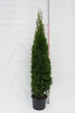 Tuja vakarinė (Lot Thuja occ.) 'Smaragd' C25 200-250 CM | TUJOS | SPYGLIUOČIAI