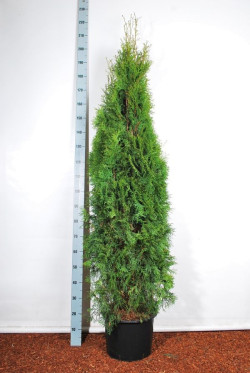 Tuja vakarinė (Lot Thuja occ.) 'Smaragd' C35 180-200 CM