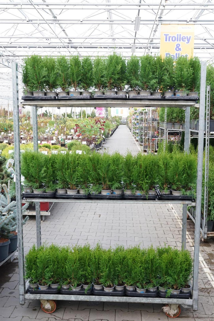 Tuja vakarinė (Lot Thuja occ.) 'Smaragd' P9 20-25CM SODINUKAI | TUJOS | SPYGLIUOČIAI