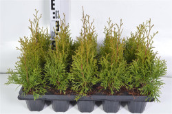Tuja vakarinė (Lot Thuja occ.) 'Smaragd' P9 GROWTRAY | TUJOS | SPYGLIUOČIAI