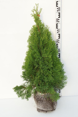 Tuja vakarinė (Lot Thuja occ.) 'Smaragd' RB 60-80 CM