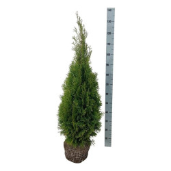 Tuja vakarinė (Lot Thuja occ.) 'Smaragd' 80-100 CM RB