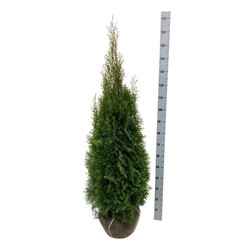 Tuja vakarinė (Lot Thuja occ.) 'Smaragd' 120-140 CM RB