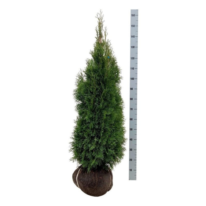 Tuja vakarinė (Lot Thuja occ.) 'Smaragd' 120-140 CM RB EXTRA