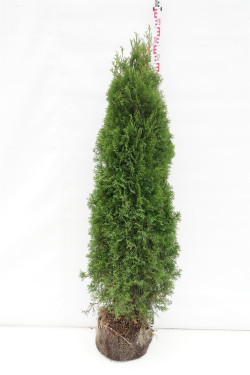 Tuja vakarinė (Lot Thuja occ.) 'Smaragd' 140-160 CM RB