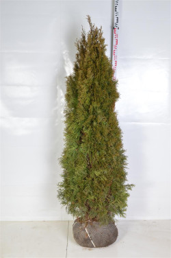 Tuja vakarinė (Lot Thuja occ.) 'Smaragd' 160-180 CM RB EXTRA