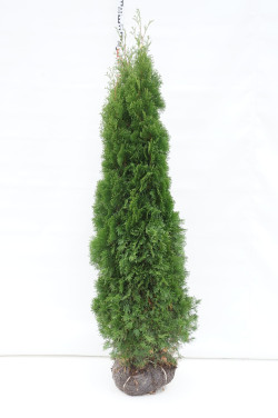 Tuja vakarinė (Lot Thuja occ.) 'Smaragd' 180-200 CM RB