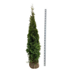 Tuja vakarinė (Lot Thuja occ.) 'Smaragd' 200-225 CM RB