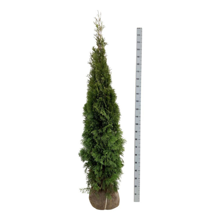 Tuja vakarinė (Lot Thuja occ.) 'Smaragd' 200-225 CM RB