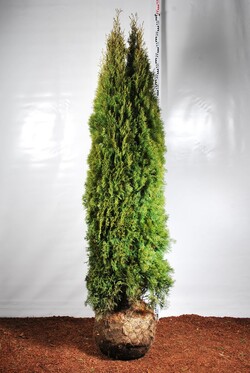 Tuja vakarinė (Lot Thuja occ.) 'Smaragd' 225-250 CM WIRE
