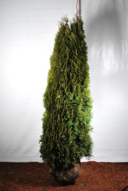 Tuja vakarinė (Lot Thuja occ.) 'Smaragd' 250-275 CM WIRE
