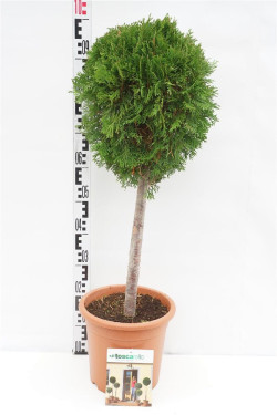 Tuja vakarinė (Lot Thuja occ.) 'Smaragd' C9 STIEBAS 40 CM - nuotrauka 1