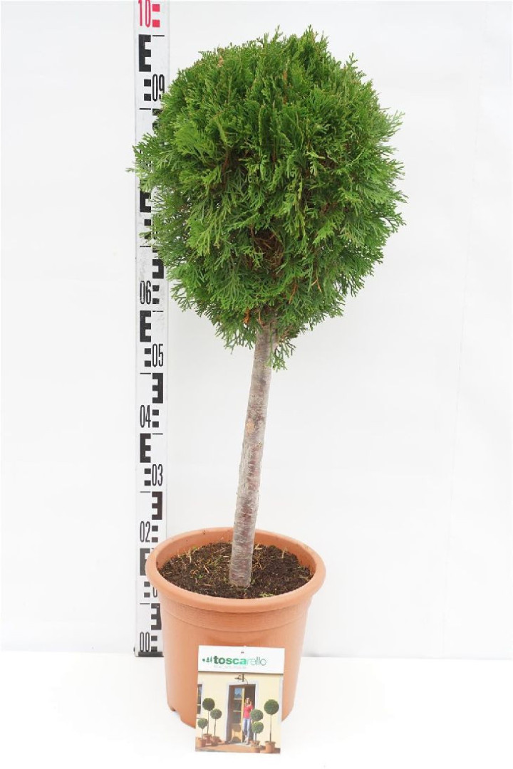 Tuja vakarinė (Lot Thuja occ.) 'Smaragd' C9 KOTAS 40 CM | TUJOS | SPYGLIUOČIAI