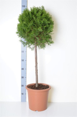 Tuja vakarinė (Lot Thuja occ.) 'Smaragd' C9 STIEBAS 40 CM - nuotrauka 2