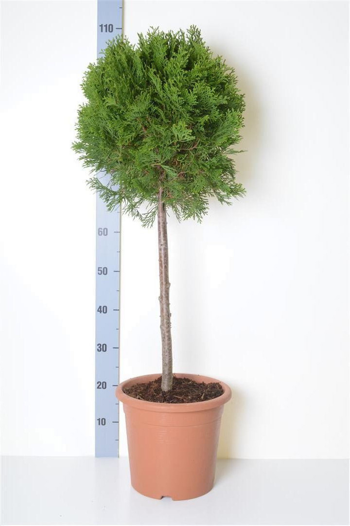 Tuja vakarinė (Lot Thuja occ.) 'Smaragd' C9 KOTAS 40 CM | TUJOS | SPYGLIUOČIAI