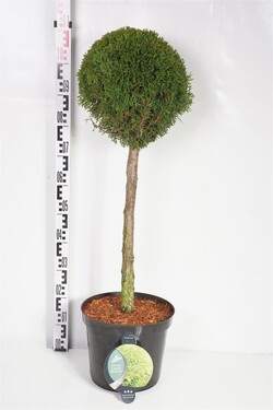Tuja vakarinė (Lot Thuja occ.) 'Smaragd' C12 KOTAS 60 CM | TUJOS | SPYGLIUOČIAI
