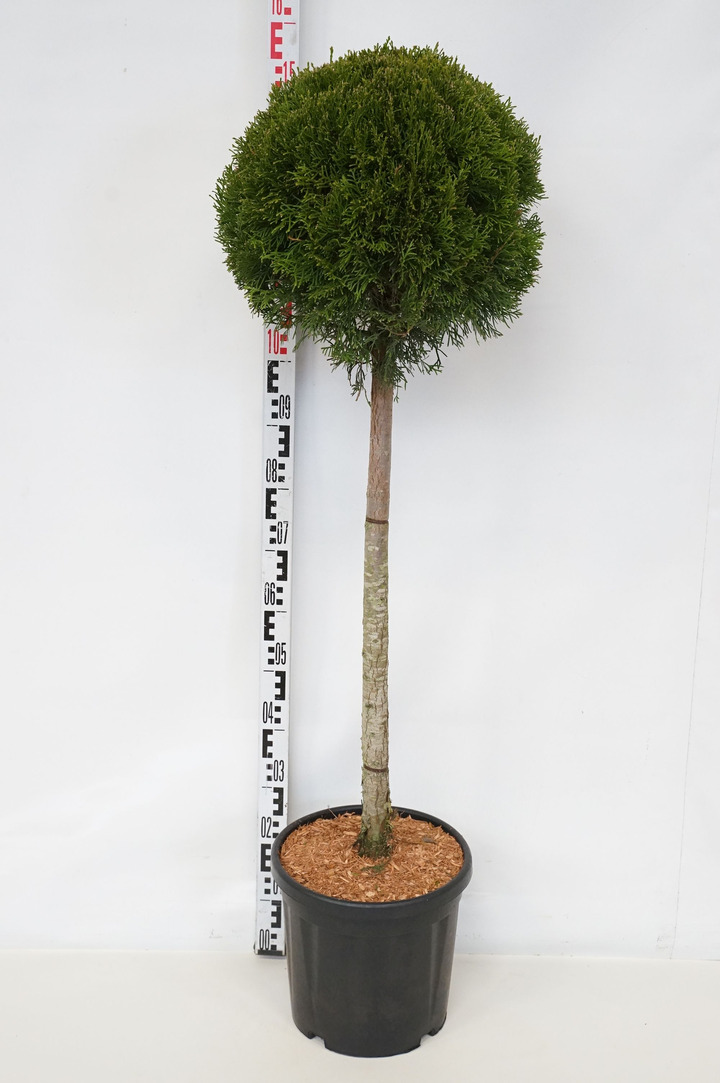 Tuja vakarinė (Lot Thuja occ.) 'Smaragd' C18 STIEBAS 80 CM