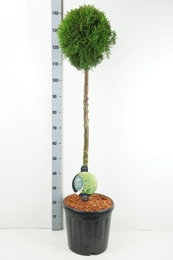 Tuja vakarinė (Lot Thuja occ.) 'Smaragd' C18 KOTAS 90 CM | TUJOS | SPYGLIUOČIAI