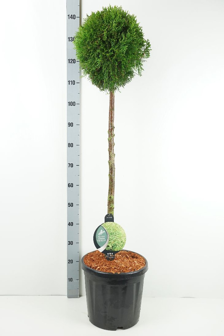 Tuja vakarinė (Lot Thuja occ.) 'Smaragd' C18 KOTAS 90 CM | TUJOS | SPYGLIUOČIAI
