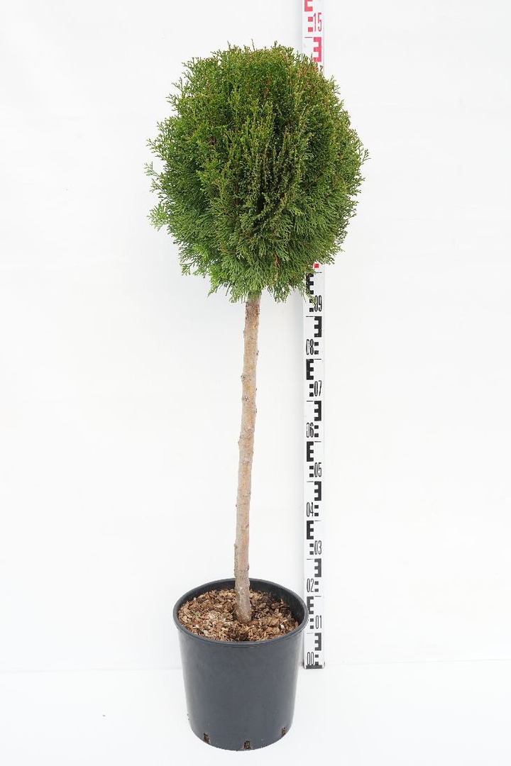 Tuja vakarinė (Lot Thuja occ.) 'Smaragd' HALFSTANDARD C15