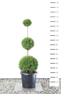 Tuja vakarinė (Lot Thuja occ.) 'Smaragd' TRIOBALL 100 CM C15
