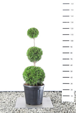 Tuja vakarinė (Lot Thuja occ.) 'Smaragd' TRIOBALL 80-90 C12