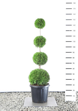 Tuja vakarinė (Lot Thuja occ.) 'Smaragd' QUATROBALL 120 C12