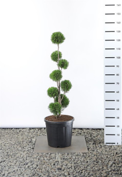 Tuja vakarinė (Lot Thuja occ.) 'Smaragd' MULTIB 80-100 C20