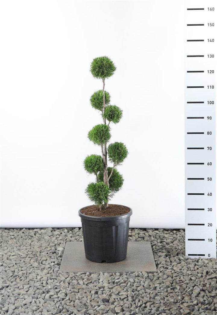 Tuja vakarinė (Lot Thuja occ.) 'Smaragd' MULTIB 80-100 C20