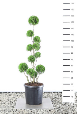 Tuja vakarinė (Lot Thuja occ.) 'Smaragd' MULTIB 100-125 C25