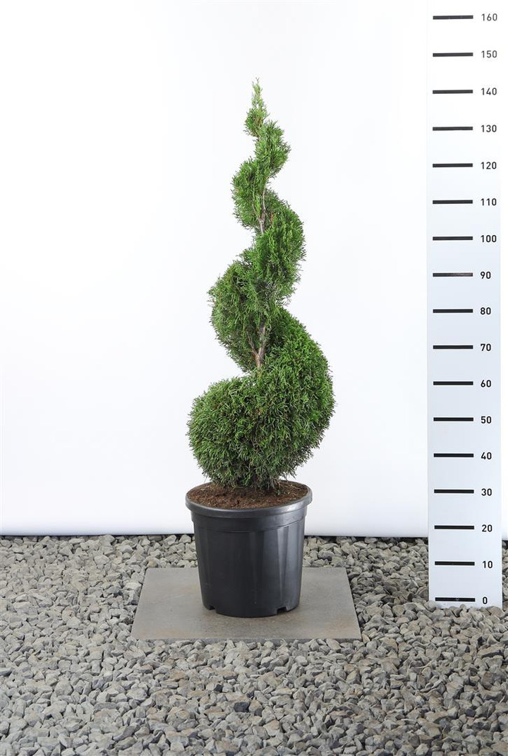 Tuja vakarinė (Lot Thuja occ.) 'Smaragd' 100-125 CM SPI C25