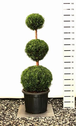 Tuja vakarinė (Lot Thuja occ.) 'Smaragd' 100-125 CM SPI C25 - nuotrauka 2