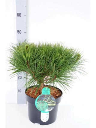 Pušis Gausiažiedė (Lot Pinus Densiflora) 'Alice Verkade' C5 30-40CM-PUŠYS-SPYGLIUOČIAI
