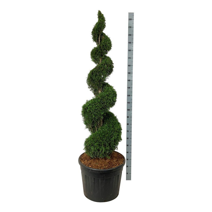 Tuja vakarinė (Lot Thuja occ.) 'Smaragd' 150-175 CM SPIRAL C90