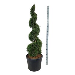 Tuja vakarinė (Lot Thuja occ.) 'Smaragd' 150-175 CM SPIRAL C90 - nuotrauka 2