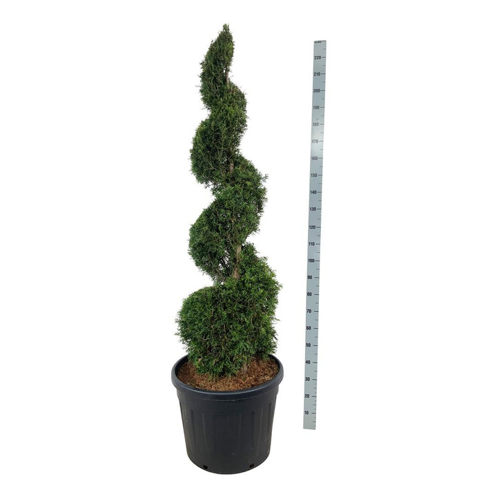 Tuja vakarinė (Lot Thuja occ.) 'Smaragd' 150-175 CM SPIRAL C90