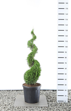 Tuja vakarinė (Lot Thuja occ.) 'Smaragd' 80-100 CM SPI C18