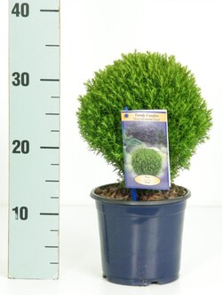 Tuja vakarinė (Lot Thuja occ.) 'Teddy' C1,5/P15 25-30 CM