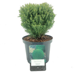 Tuja vakarinė (Lot Thuja occ.) 'Teddy' C2,5/P18 15-20 CM | TUJOS | SPYGLIUOČIAI