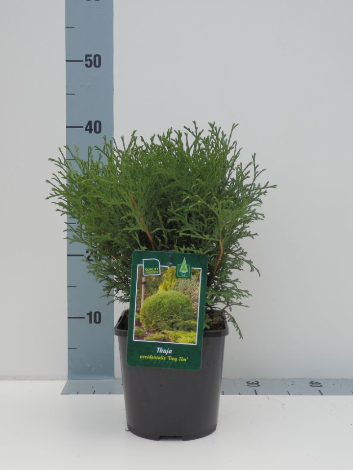 Tuja vakarinė (Lot Thuja occ.) 'Tiny Tim' C2/P17 20-25 CM