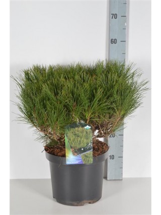 Pušis Gausiažiedė (Lot Pinus Densiflora) 'Alice Verkade' C7.