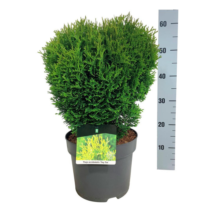 Tuja vakarinė (Lot Thuja occ.) 'Tiny Tim' C7,5/P26 30-40 CM | TUJOS | SPYGLIUOČIAI