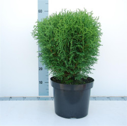 Tuja vakarinė (Lot Thuja occ.) 'Tiny Tim' C7,5/P26 40-50 CM
