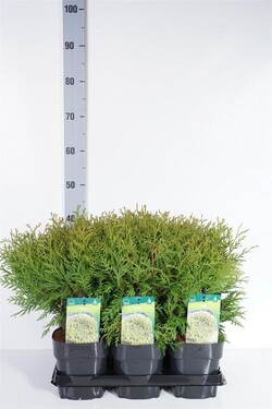 Tuja vakarinė (Lot Thuja occ.) 'Woodwardii' C2/P17 20-25 CM
