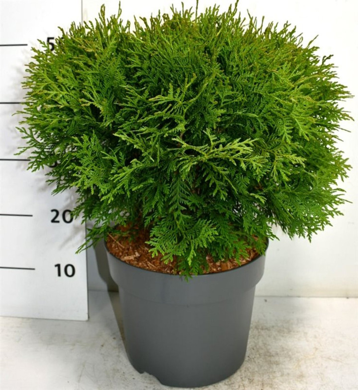 Tuja vakarinė (Lot Thuja occ.) 'Woodwardii' C7,5/P26 30-40 CM