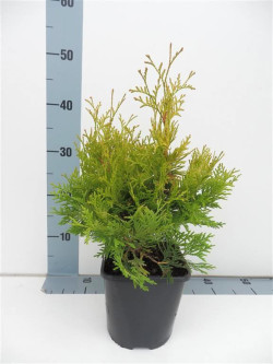 Tuja vakarinė (Lot Thuja occ.) 'Yellow Ribbon' C2/P17 25-30 CM