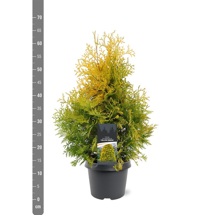 Tuja vakarinė (Lot Thuja occ.) 'Yellow Ribbon' C3/P19 40-50 CM