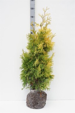 Tuja vakarinė (Lot Thuja occ.) 'Yellow Ribbon' 80-100 CM RB